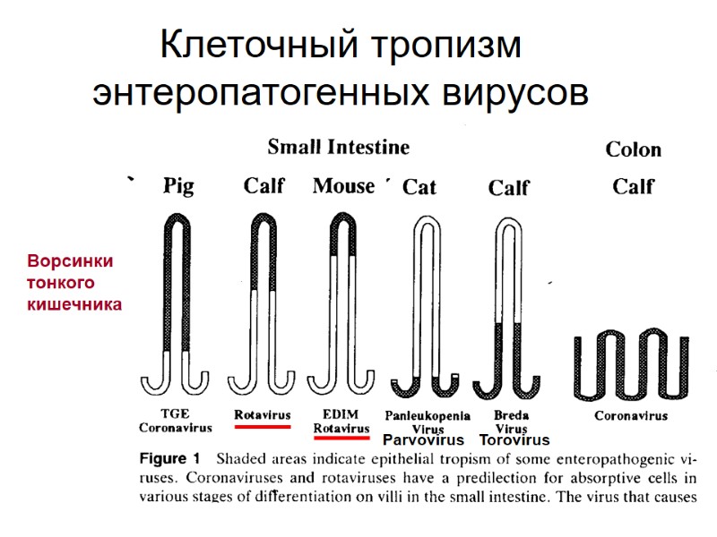 Клеточный тропизм энтеропатогенных вирусов Ворсинки  тонкого  кишечника Parvovirus   Torovirus